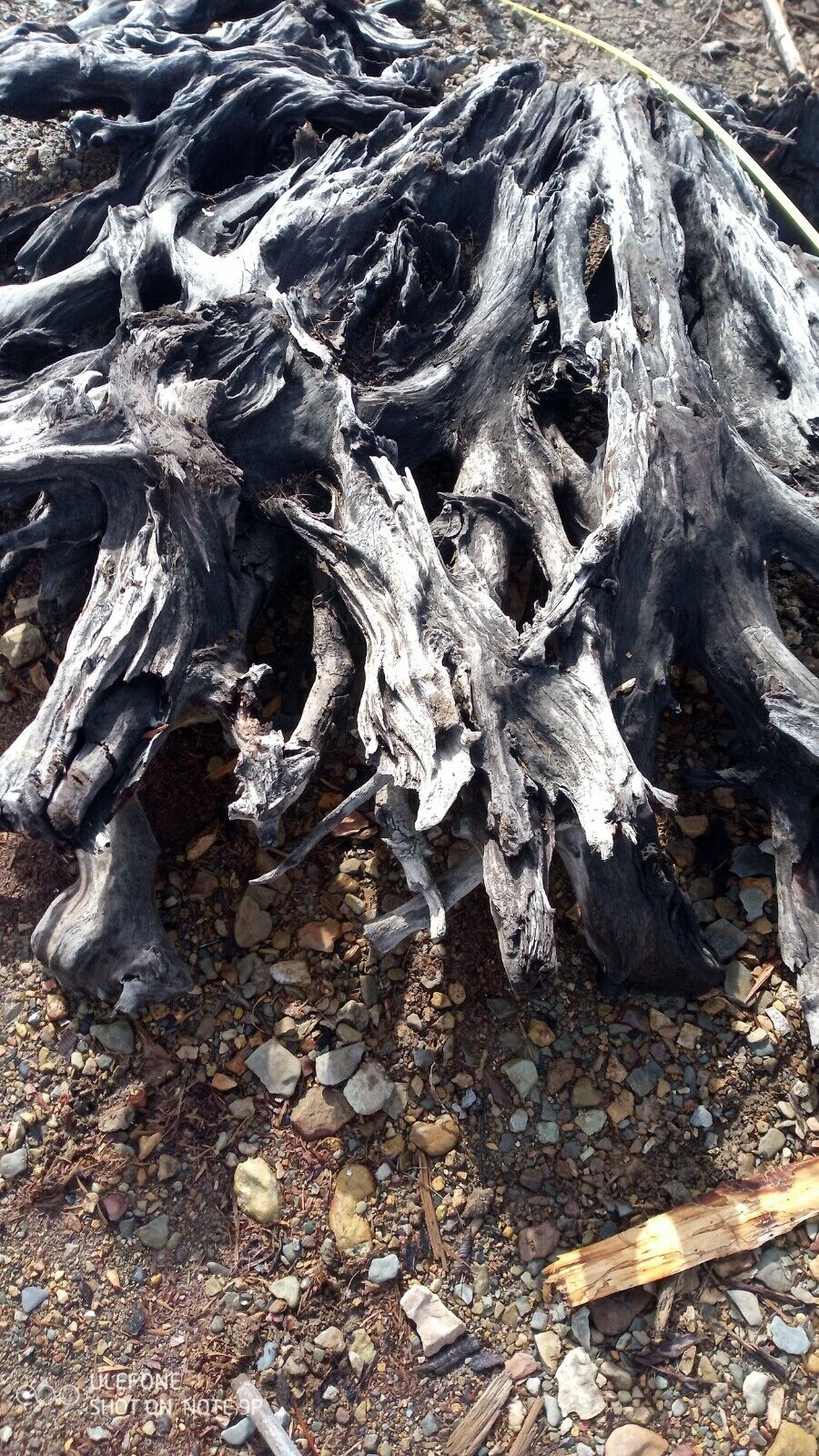 Extra large driftwood, raw kentucky , 9ft. Gray 