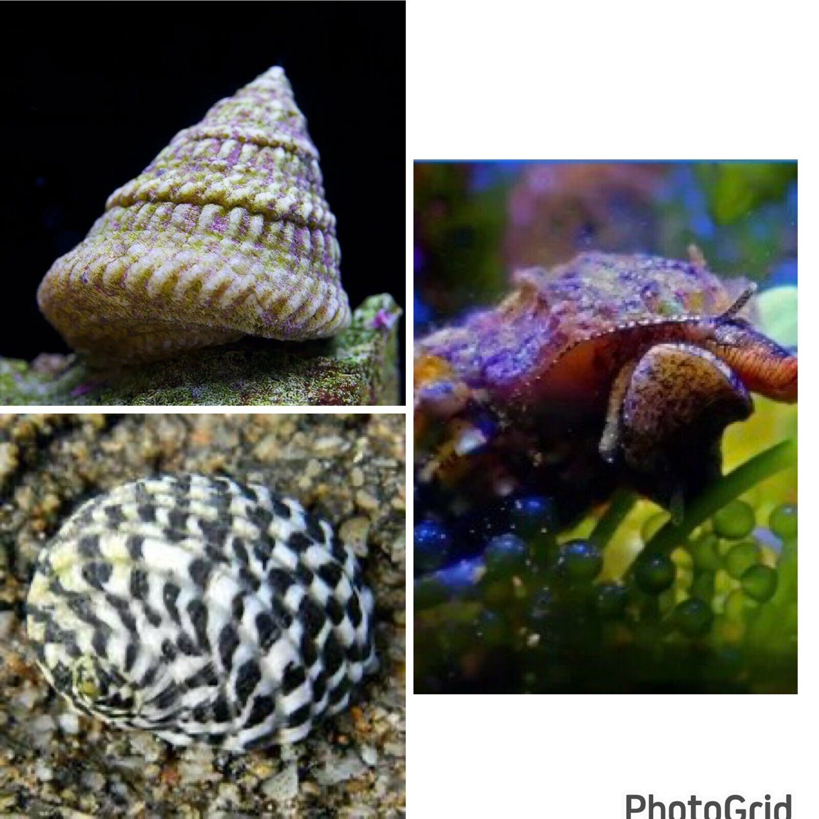 45 Pack Mixed Saltwater Reef Snails Astrea Cerith Nerite Algae Eater Turbo CUC