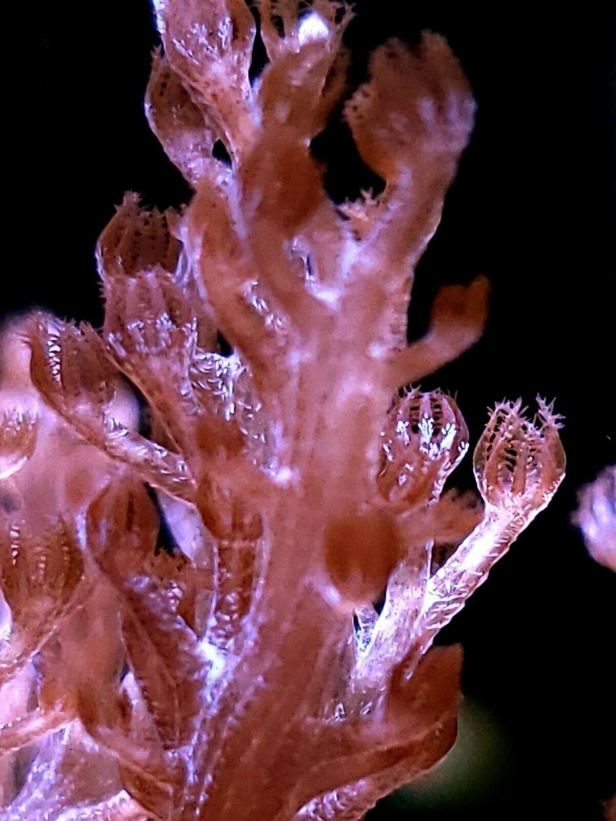 Live coral wysiwyg: X-LG PINK TREE CORAL BEAUTIFUL PIECE RARE PINK 30+BRANCHES