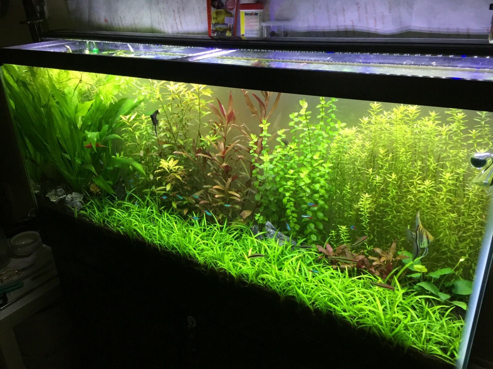 10x - 50+ Dwarf Sagittaria Subulata - Easy Live Aquarium Plants