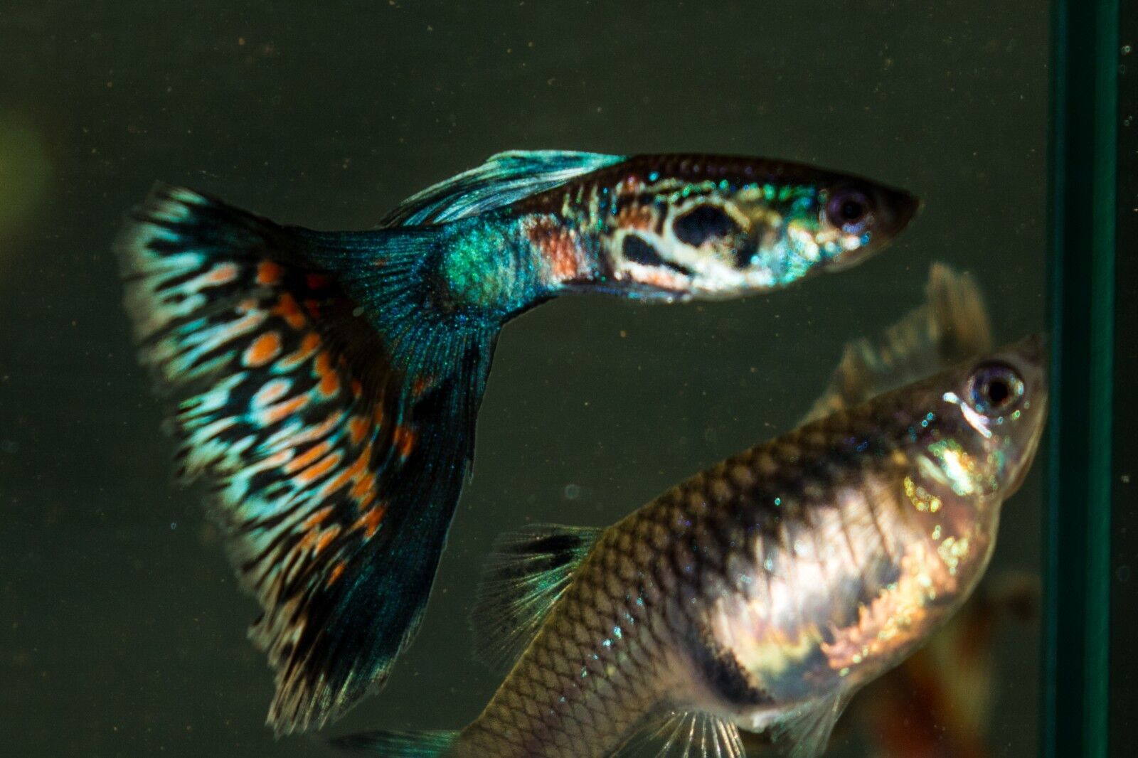 Fancy guppies ( multi delta and blue moscow mix) PAIR