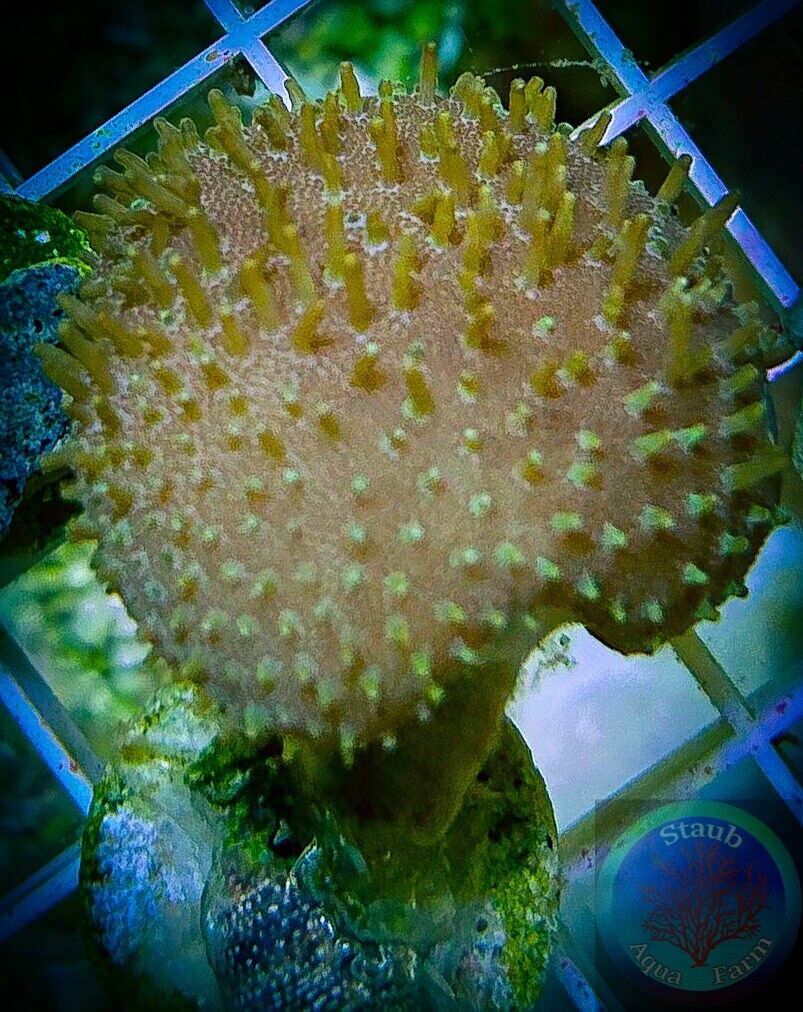SAF~ Green Toadstool Leather Coral Frag,  “WYSIWYG” Soft, Coral Colony, SPS, LPS