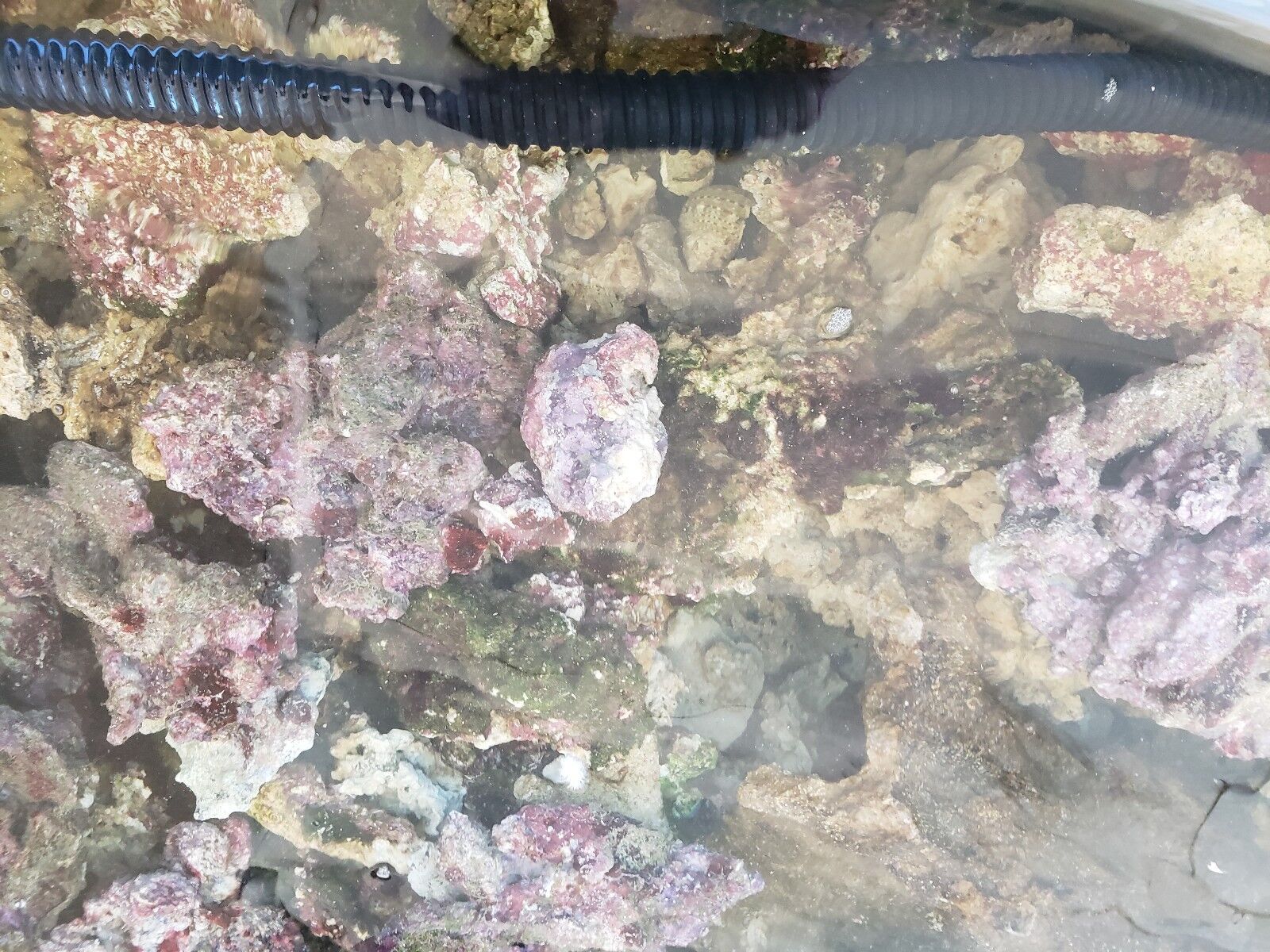 10 Pound Lot Of Saltwater Aquarium Fish Tank Live Rock