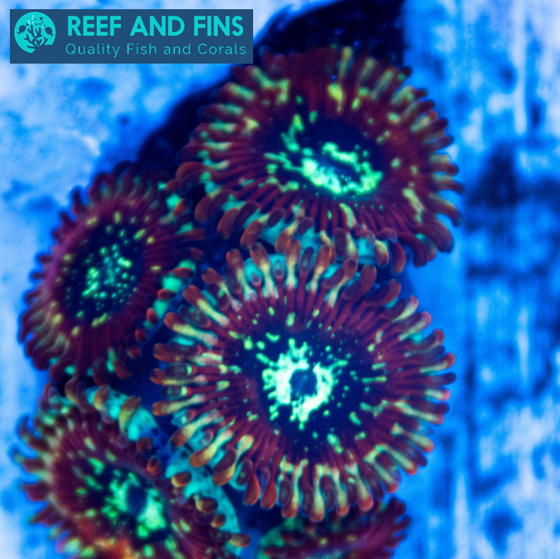 Live RNF Petroglyph Paly LPS Coral Frag (Saltwater)