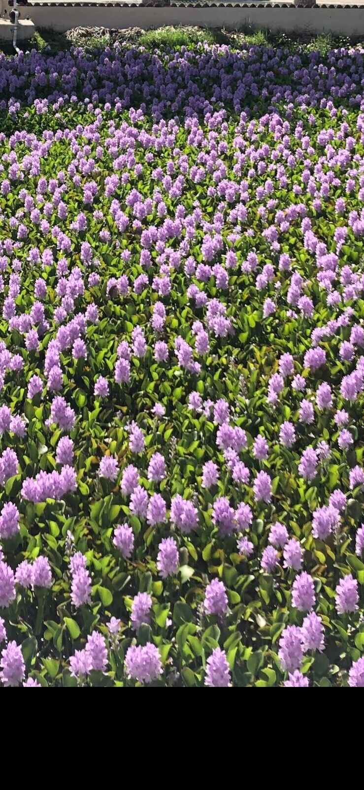 15 Large Water Hyacinth Floating Pond Plants, Koi Live Fish Aquatic