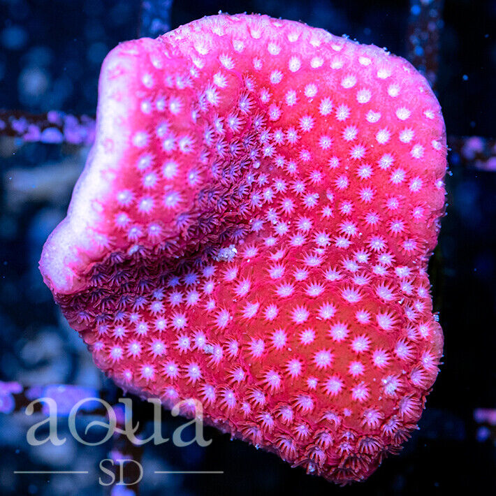 ASD - 128 Sweetheart Montipora - WYSIWYG - Aqua SD Live Coral Frag