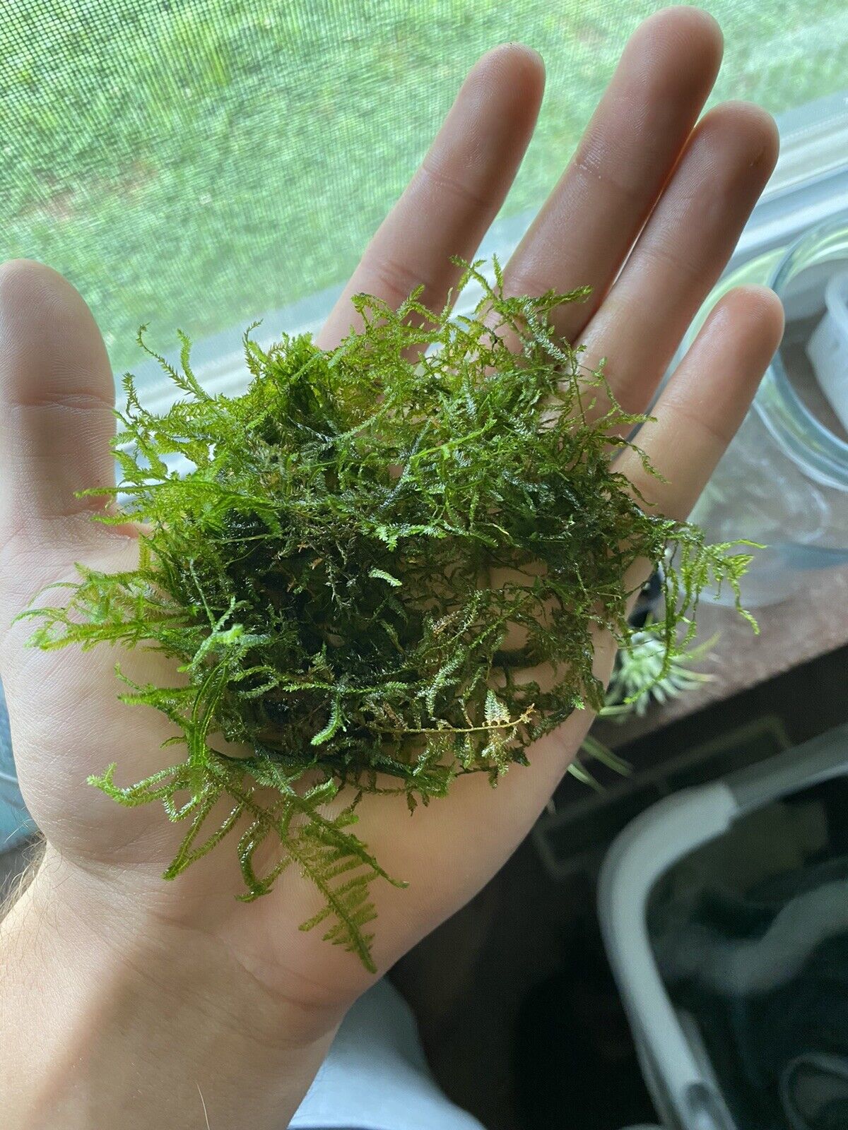 Peacock moss, live aquarium plant, BIG handful