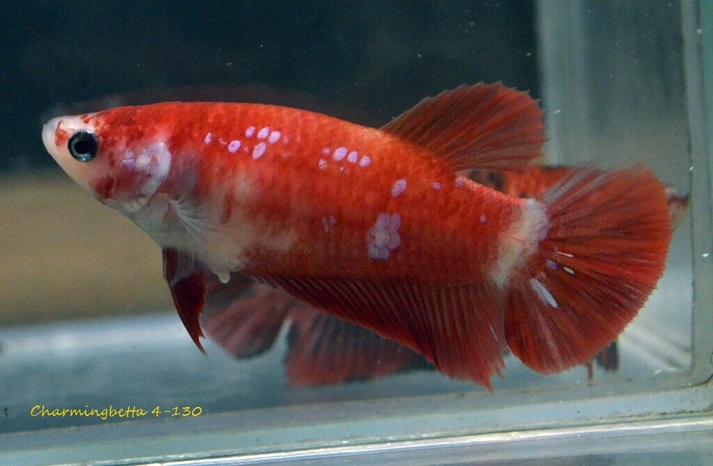 LIVE Betta fish Male Red koi hmpk Charmingbetta from Thailand. 4130