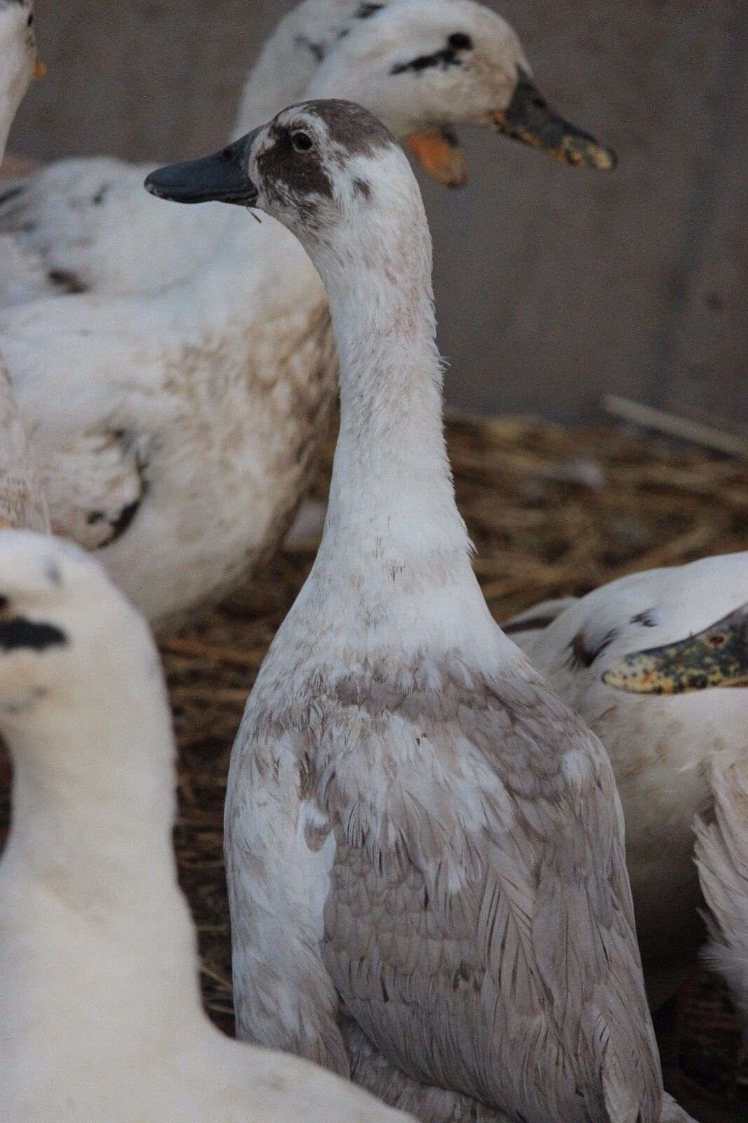 EGG OVERLOAD DISCOUNT - 12+ Fertile Ancona Duck Hatching Eggs RARE COLORS