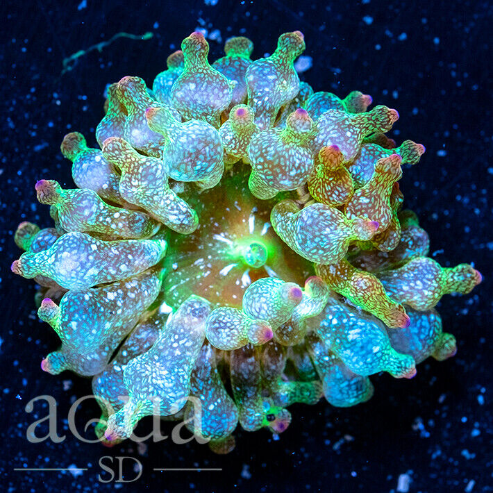 ASD - 106 Martian Landing Bubble Anemone (3  - WYSIWYG - Aqua SD Live Coral Frag