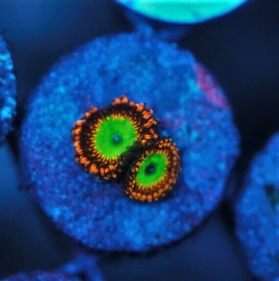 CS AA4 Candy Apple Red - WYSIWYG - LIVE CORAL - Frag - SPS LPS ZOAS