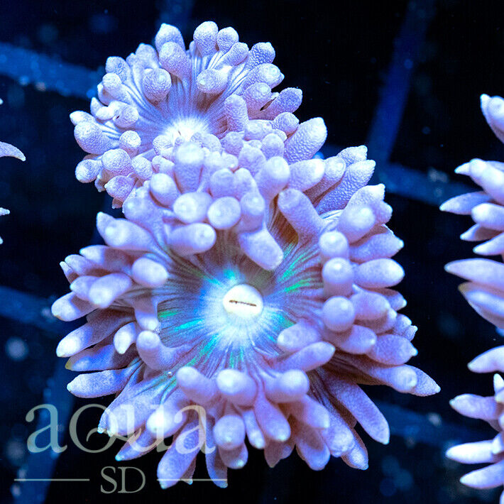 ASD - 068 Snowgoons Duncan - WYSIWYG - Aqua SD Live Coral Frag