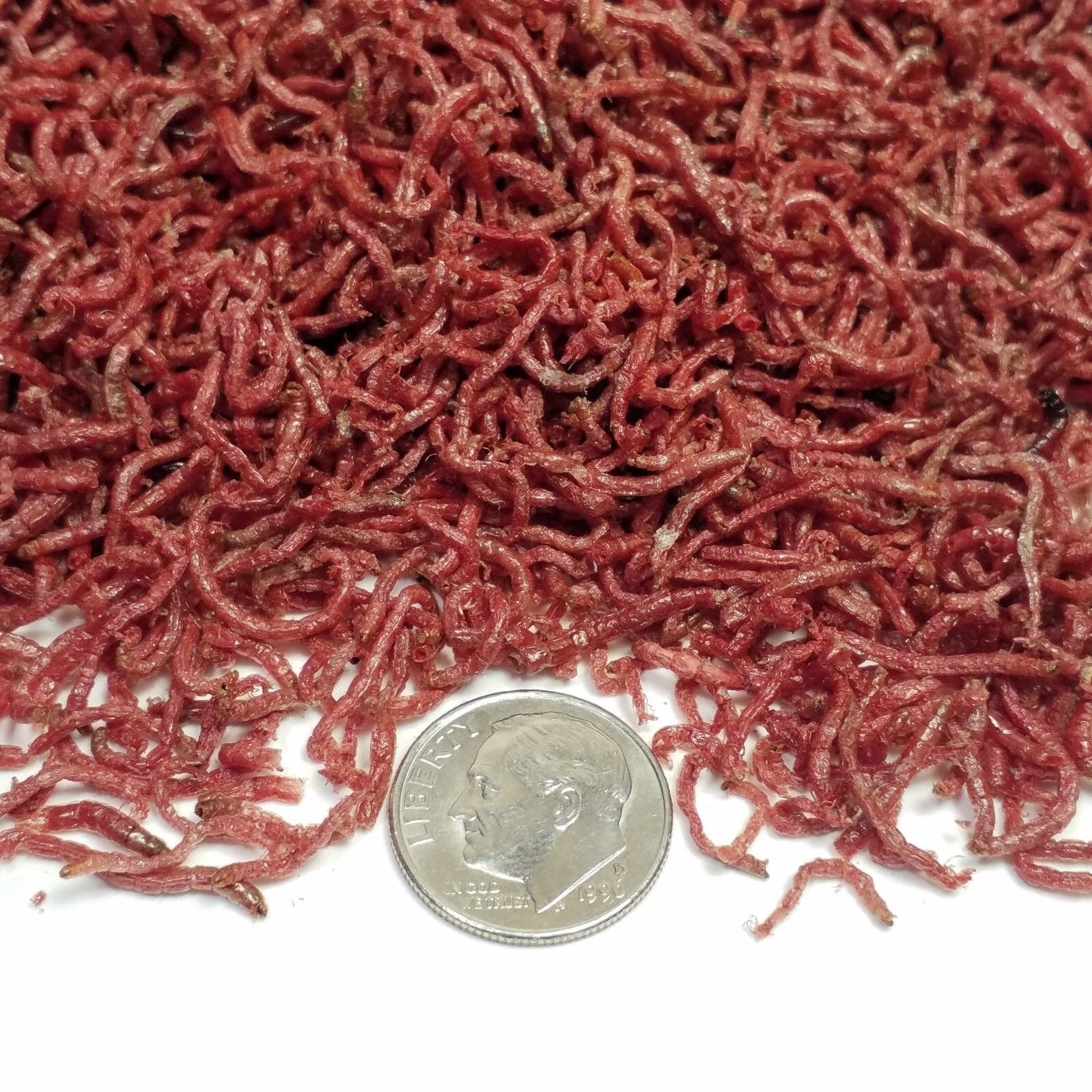 Bloodworms, PREMIUM GRADE Freshly Freeze Dried Bloodworms, Less than10-Days old.
