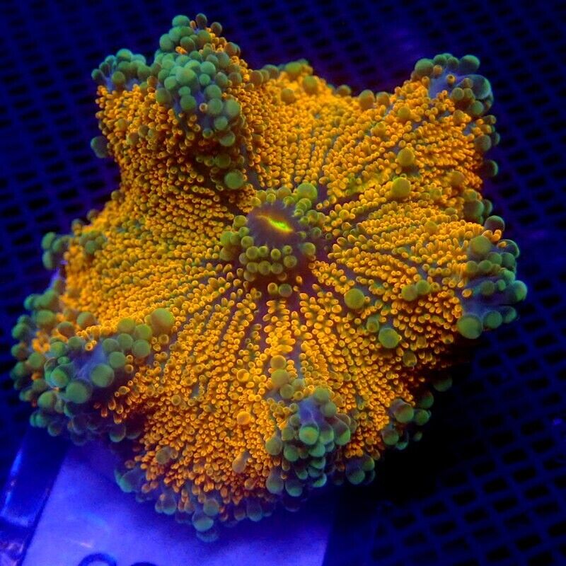LARGE Ricordea Yuma Mushroom Coral WYSIWYG IC 3353 - Indigo Corals