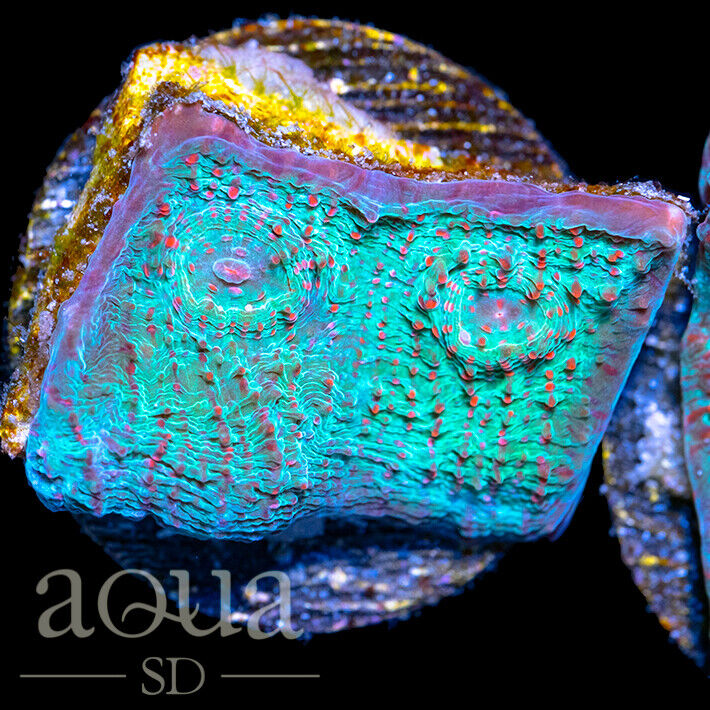 ASD - 066 Frozen King Chalice - WYSIWYG - Aqua SD Live Coral Frag