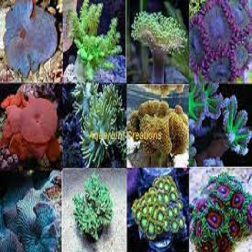 Corals-Soft Frag pack 10 Assorted Corals Leathers Polyps Mushrooms Live Zoas