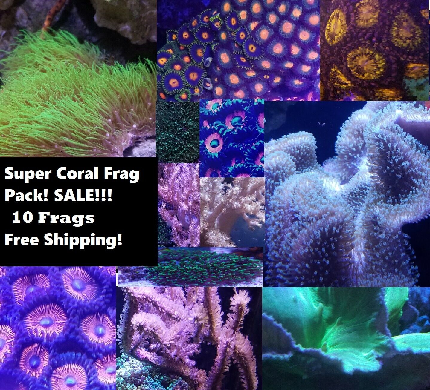 Super Coral Pack 10 Frags (Easy, Polyps, Leathers, Zoanthids, torches, Saltwater