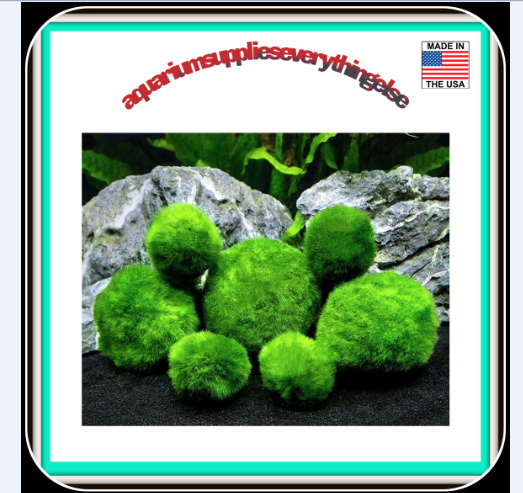 6 Marimo Moss Ball Variety Pack - 4 Different Sizes of Premium Quality Marimo fr
