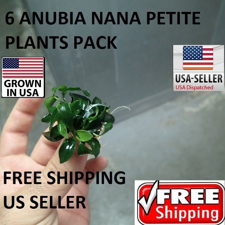 6 Rare anubia nana petite plants Easy Aquarium aquascaping planted tank     