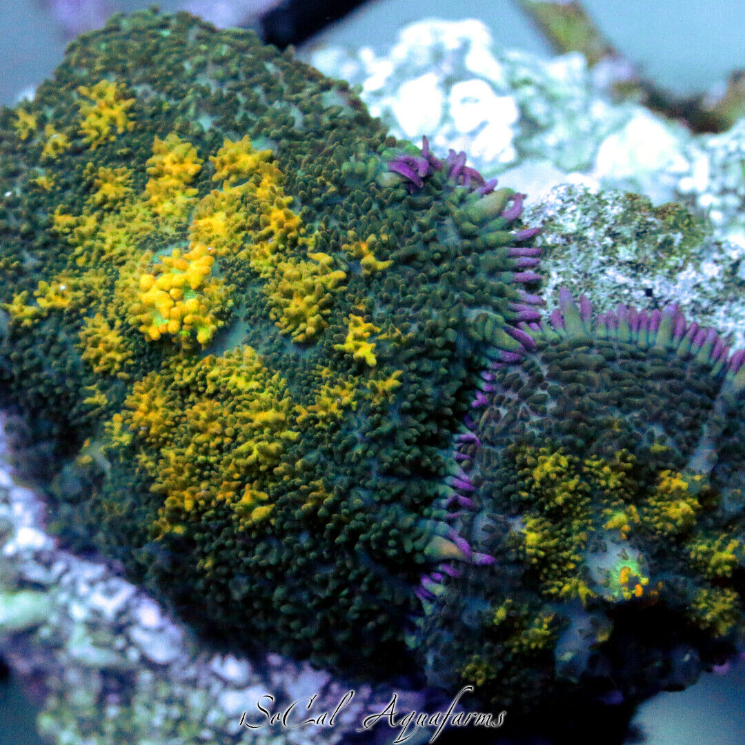 WYSIWYG Live Coral: Yellow Bullseye Mushrooms; Mushrooms Rhodactis Ricordea New