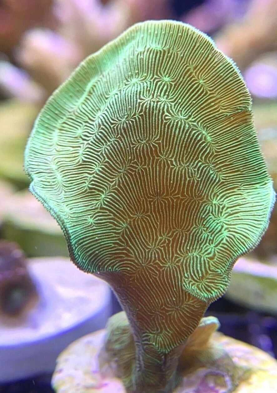 Live Coral Neon Green HULK Branching Lepto Leptoseris