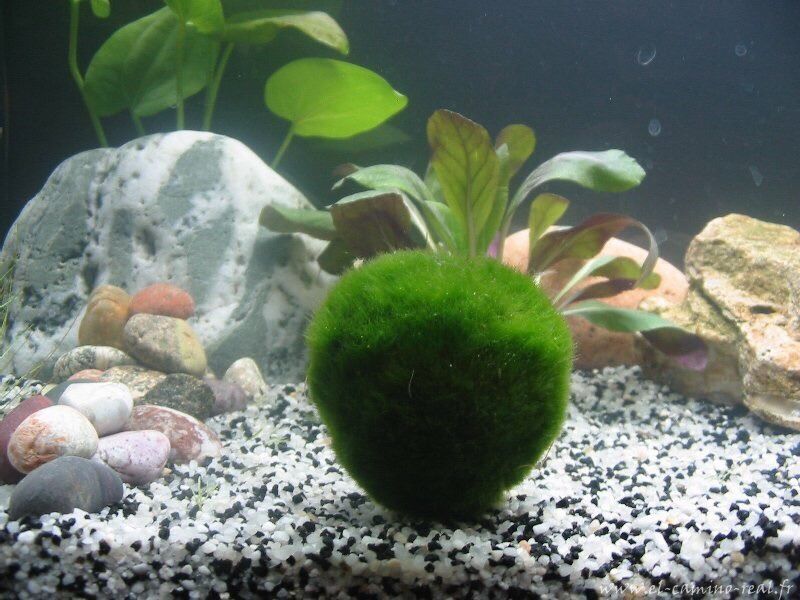 Large Marimo Moss Ball (5 PACK) Live Cladophora Moss Aquarium Shrimp Plant 