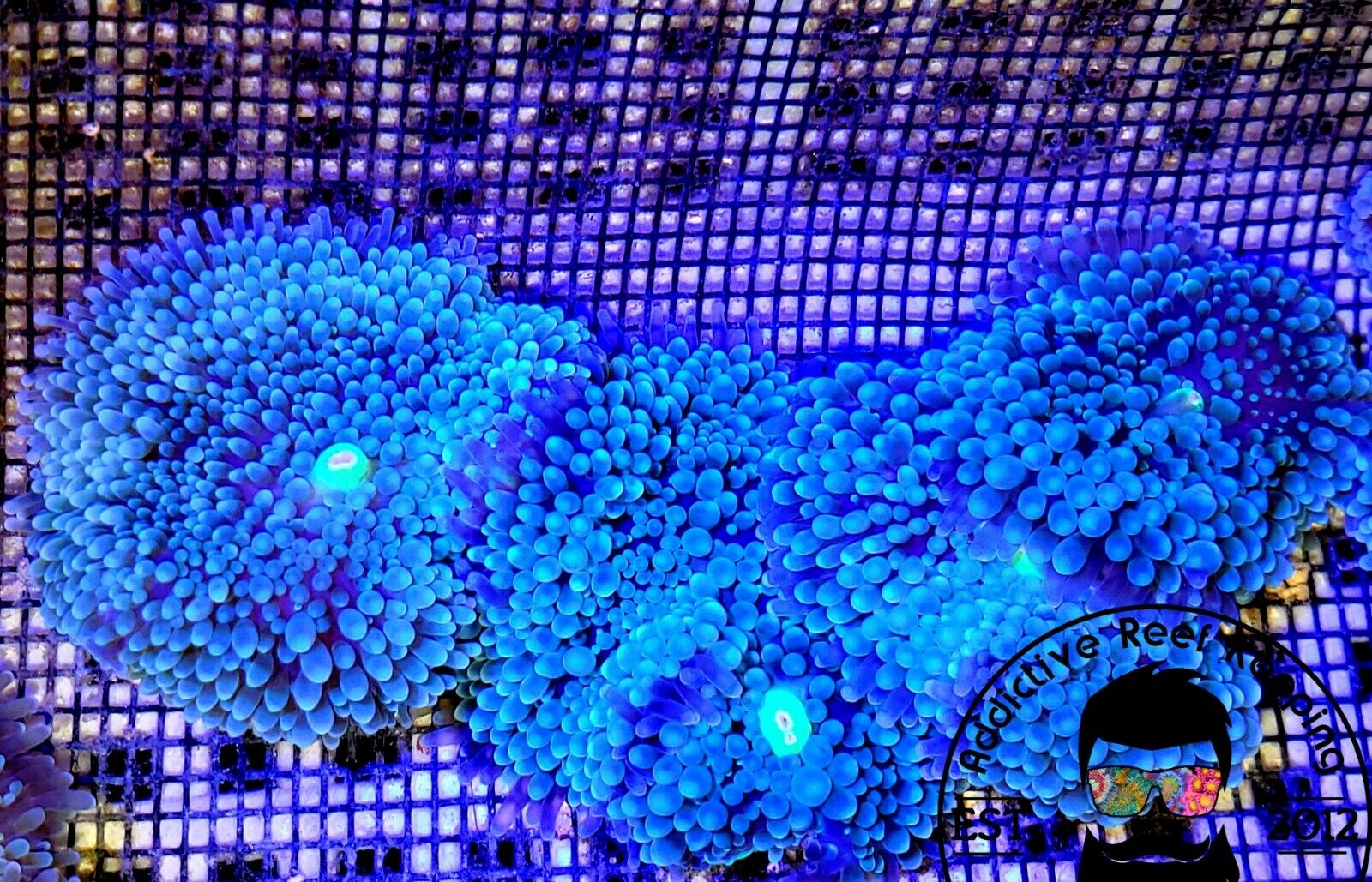 2 Pack Blue Ricordea Mushroom Coral - ARK