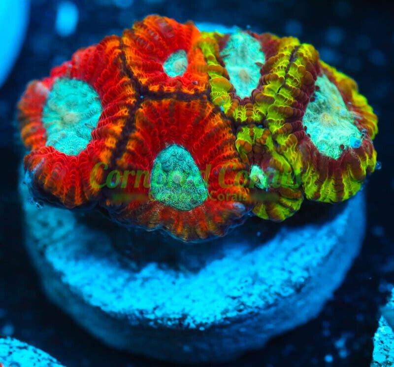 Cornbred's Dueling Dragons Favia - Frag - LIVE CORAL