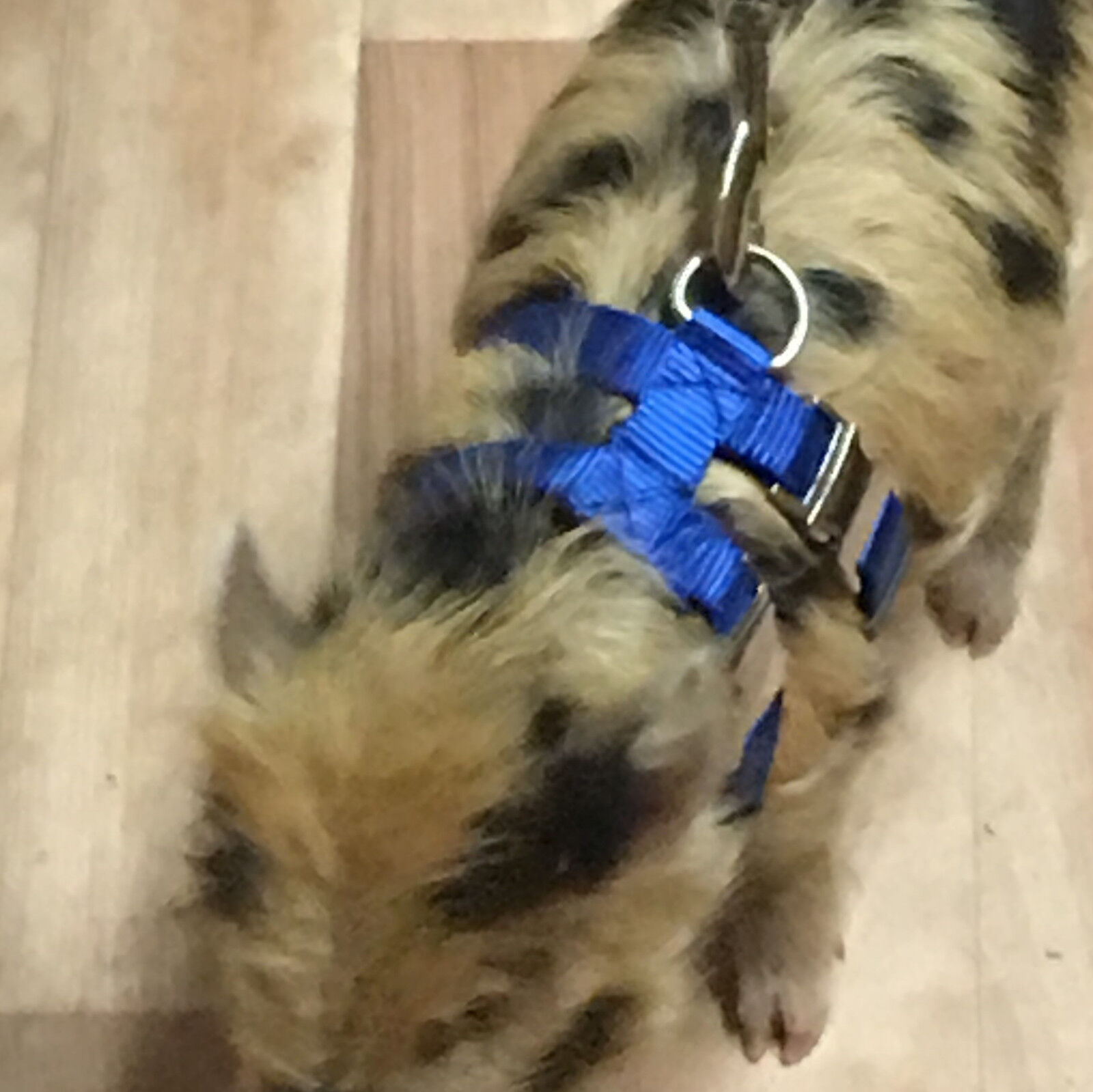 OUR NEWEST Adjustable Hog (PIG) Harness  2 Metal Buckle Easy Fit XS to OH MY XXX