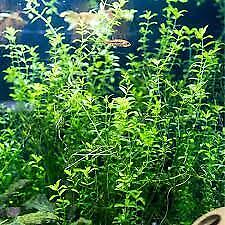 Pearl Weed (Hemianthus Micranthemoides) 15+ Stems Live aquarium Plant + EXTRA