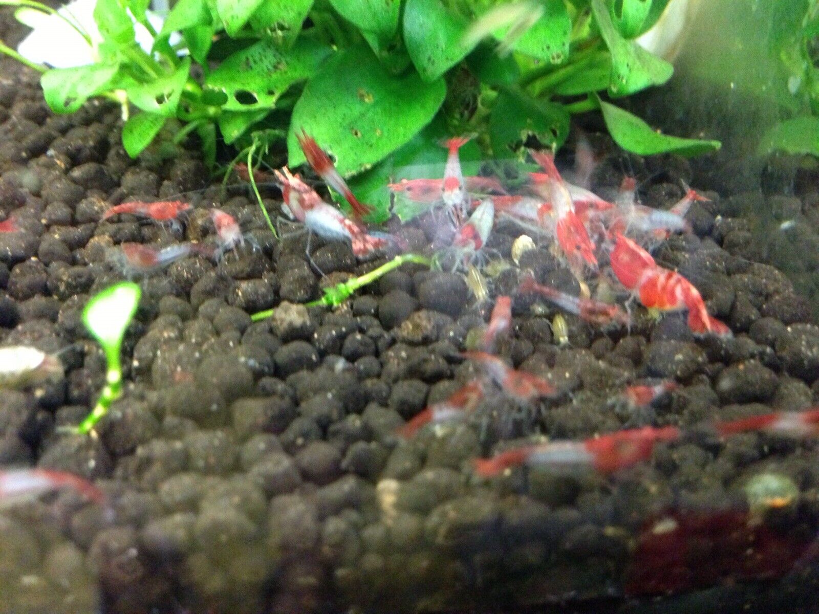 10+1 Red Rili Shrimp (mixed Grade)