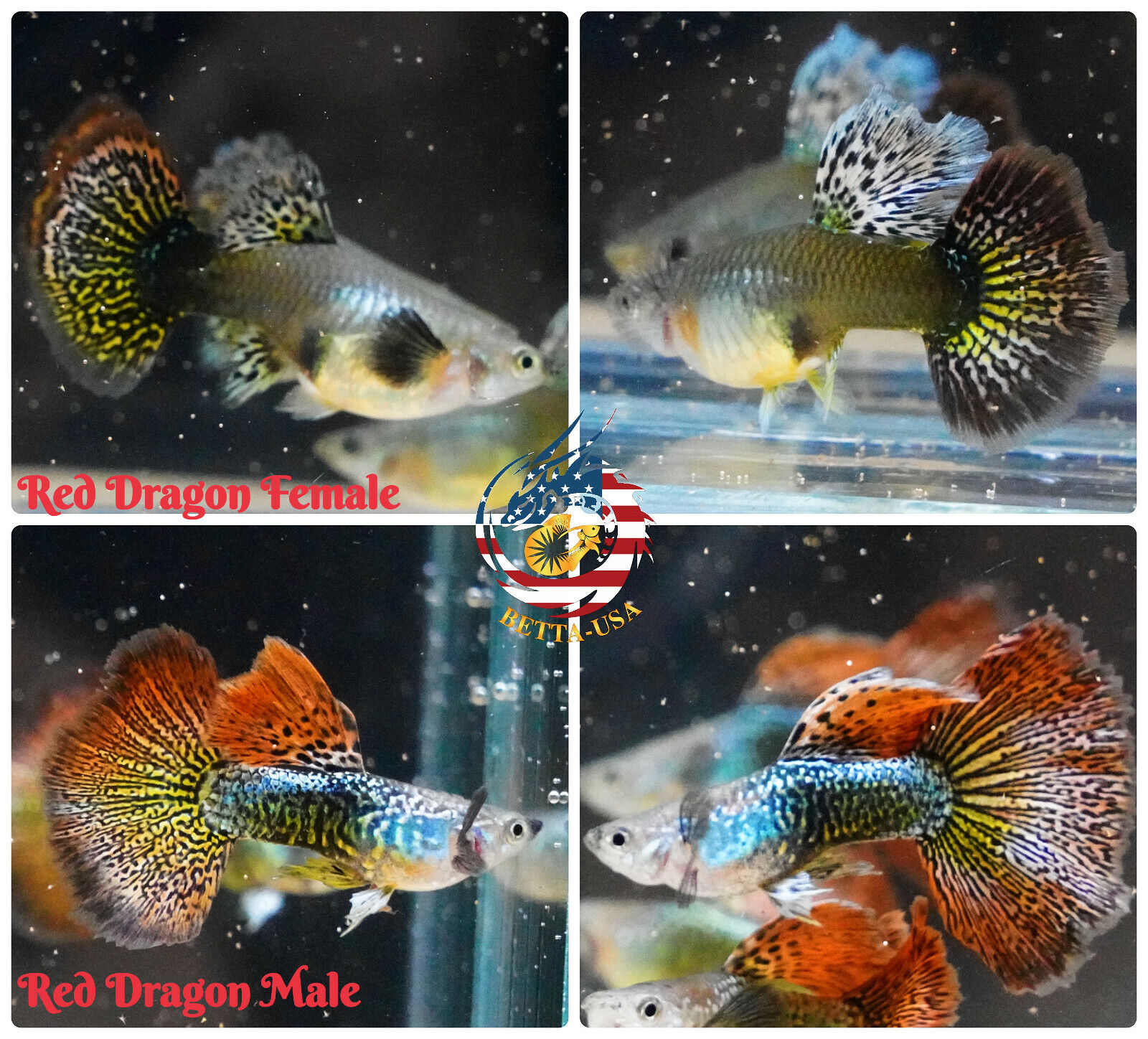1 TRIO - Live Aquarium Guppy Fish High Quality - Red Dragon Halfmoon BDS