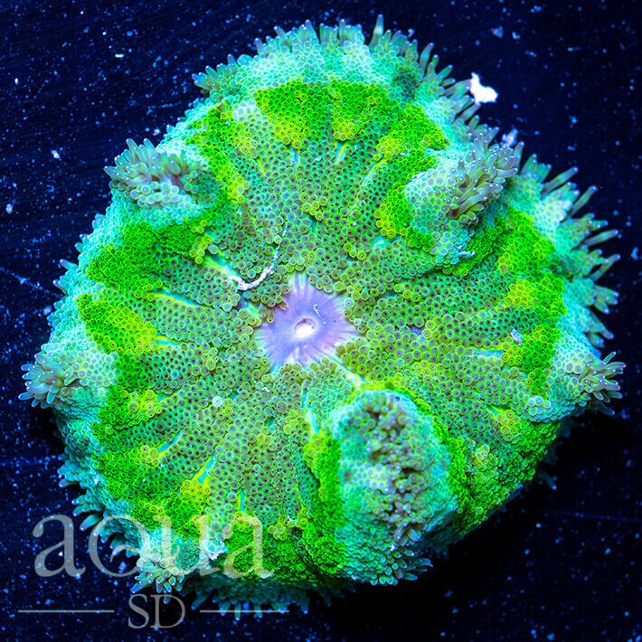 ASD - 097 Green Lightning Maxi Mini Anemone - WYSIWYG - Aqua SD Live Coral Frag