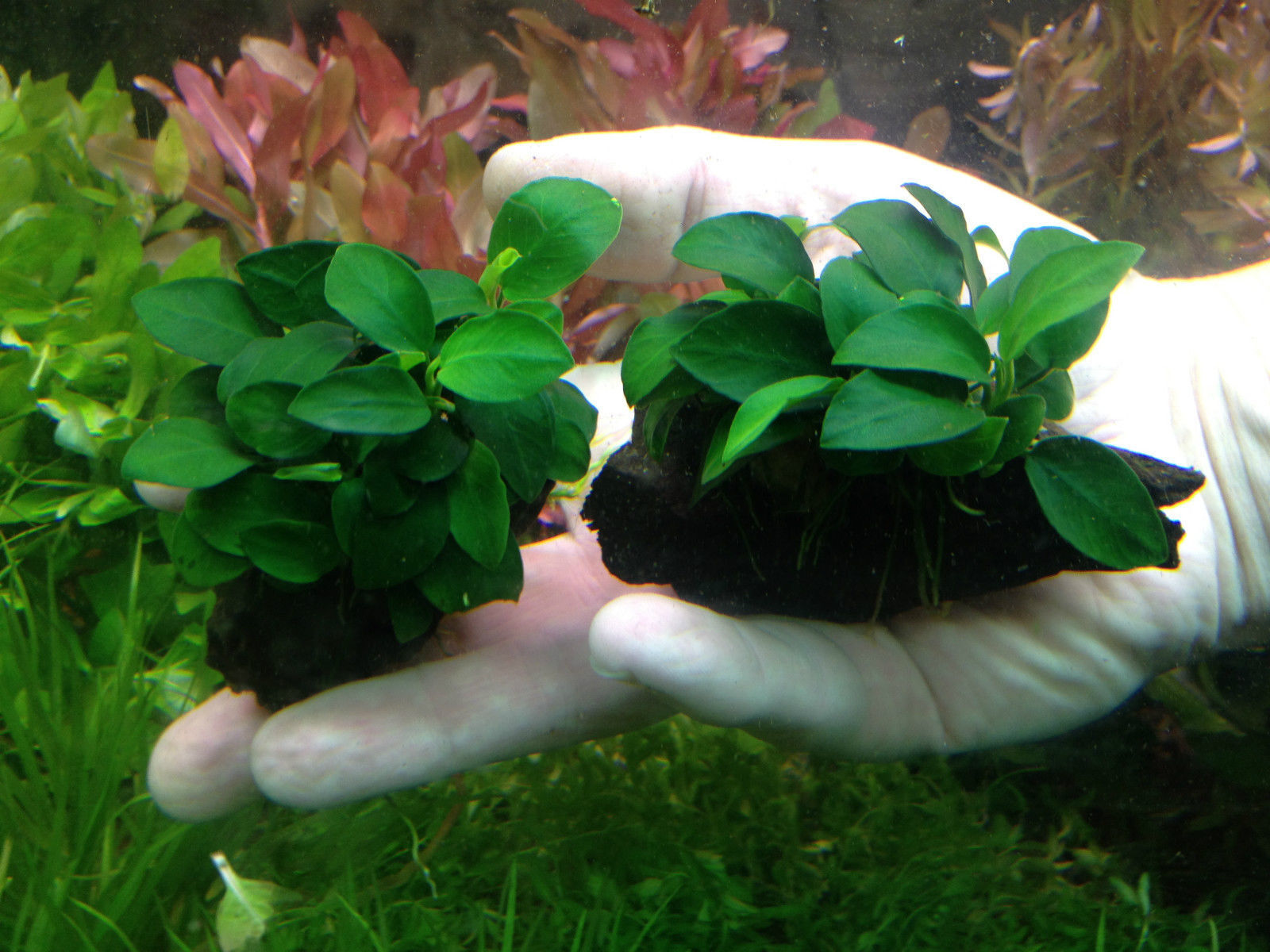 Anubias Nana \'Petite\' on Driftwood APF® Live Aquatic Freshwater Aquarium Plants