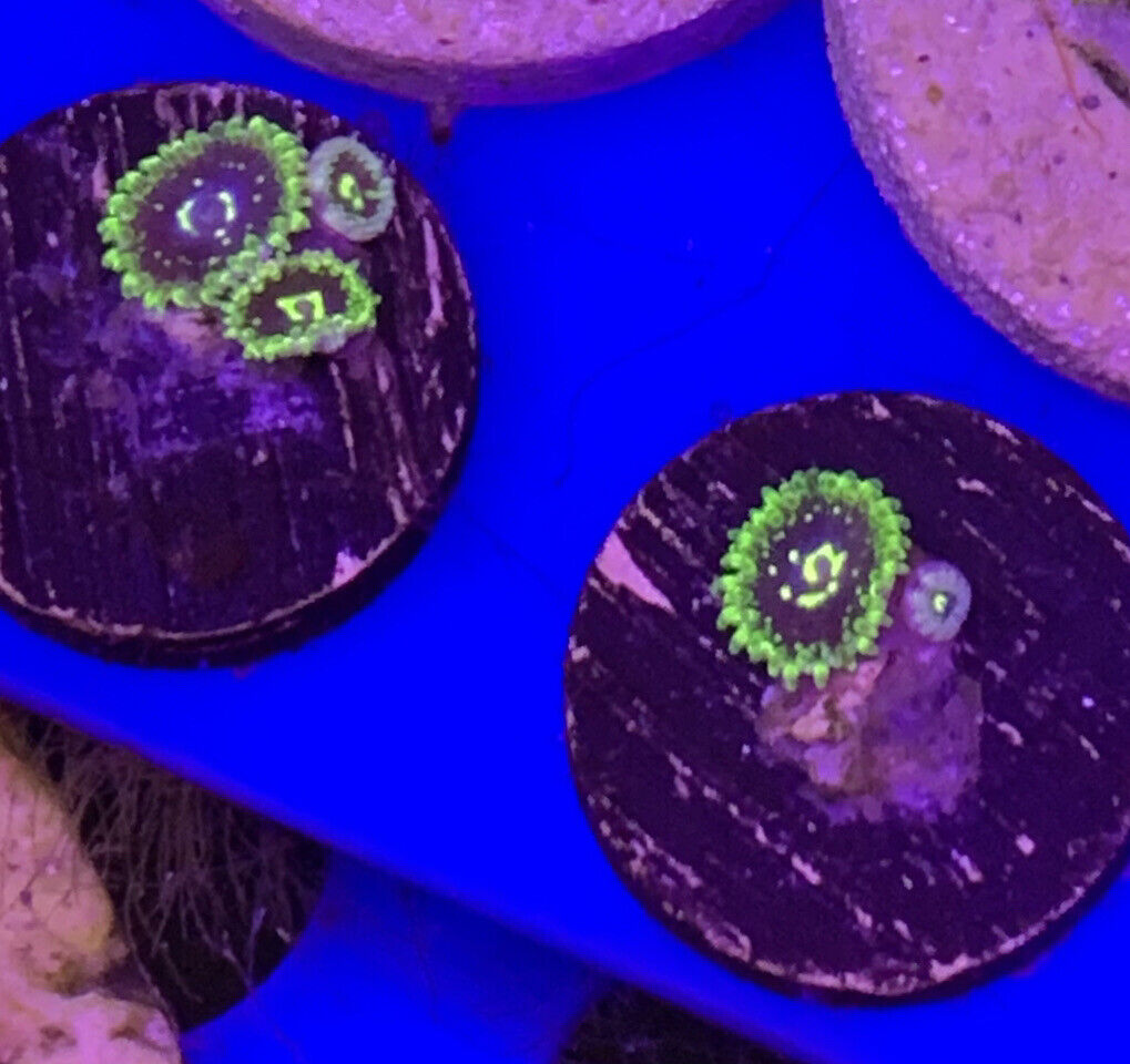 Exosphere Zoa ( 3 polyps ) Frag Live Coral