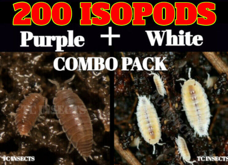 🏆 200 COMBO: 100 Dwarf White + 100 Dwarf Purple Bioactive Terrarium isopods  