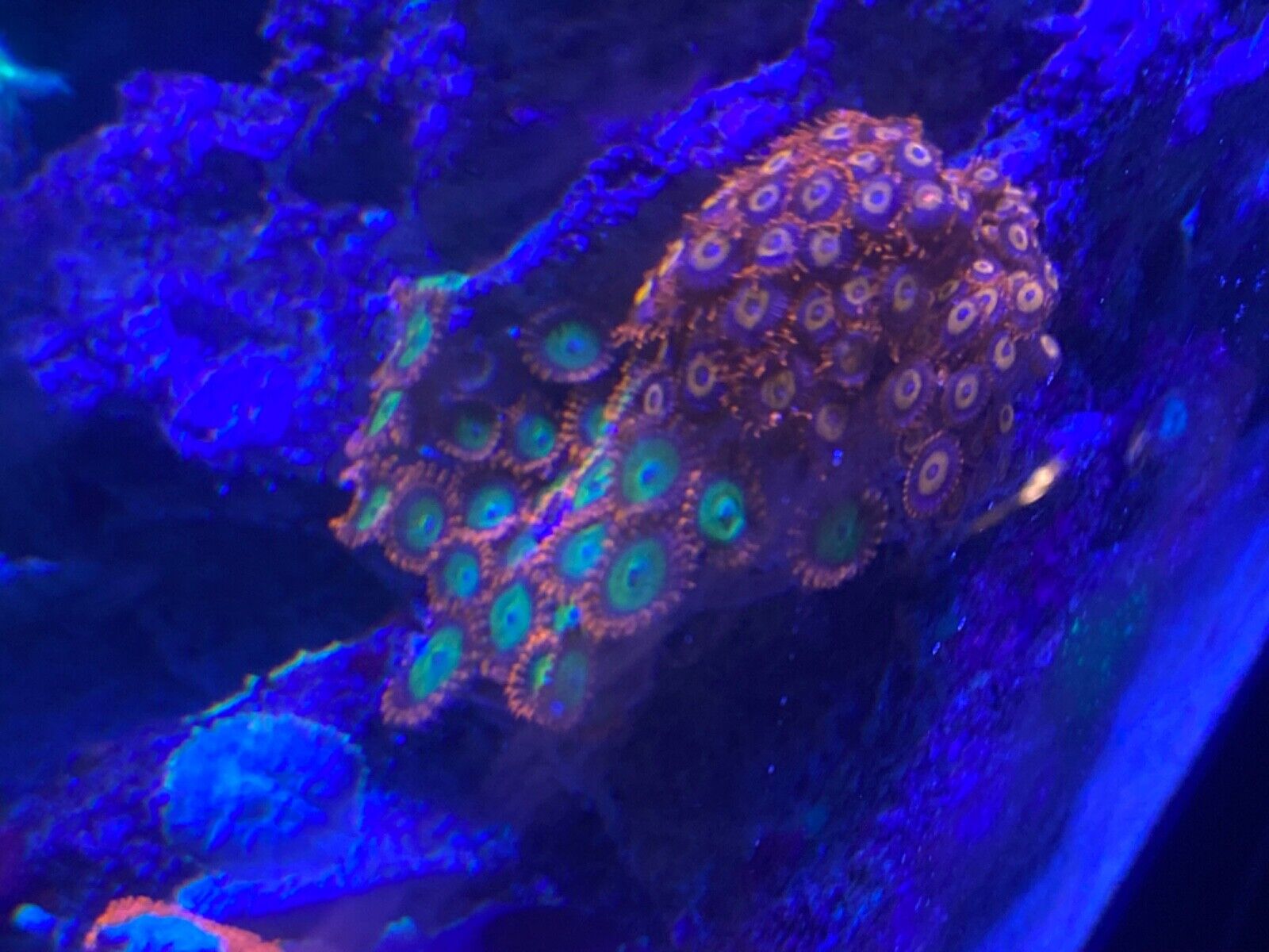 saltwater coral show tank for sale over $15,000 in corals 