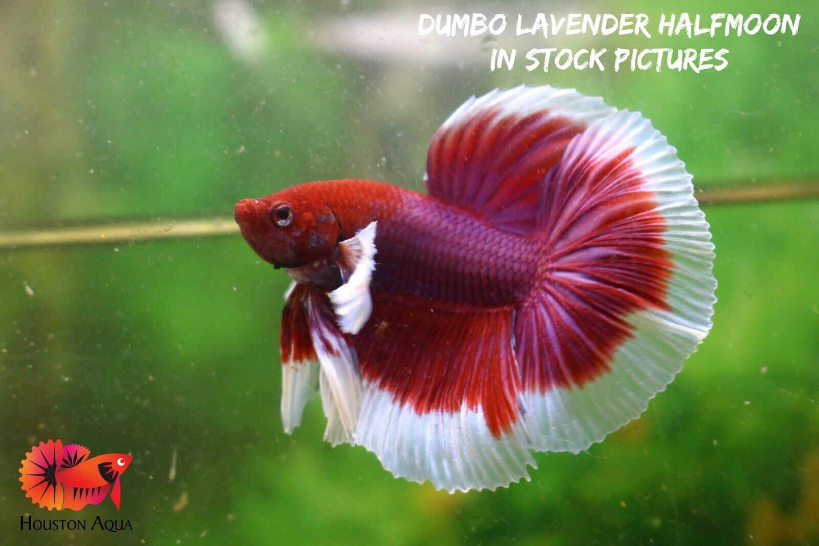 Dumbo Lavender Halfmoon - Live Male Betta Fish - High Quality Premium Grade A+++