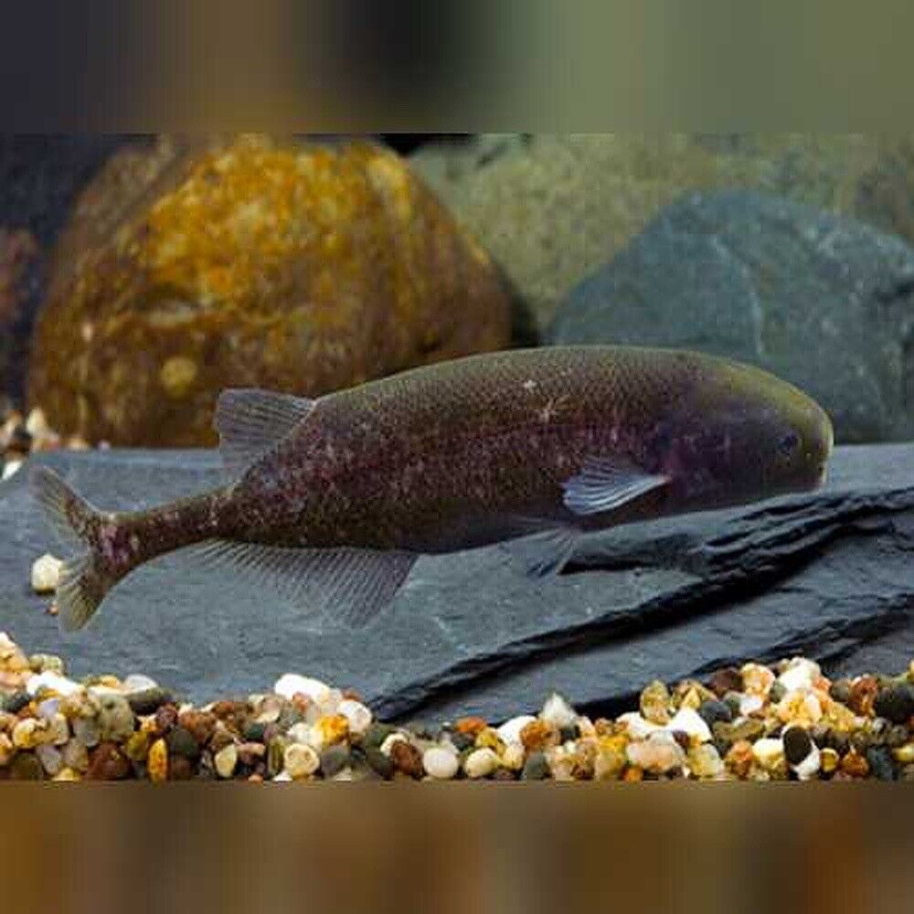 Baby Whale Fish Exotic Freshwater Fish - Extremely Intelligent Species  Active