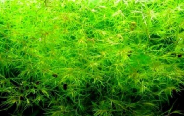 50 stemLive guppy grass/Najas guadalupensis Beginner/Easy Aquarium Plant  