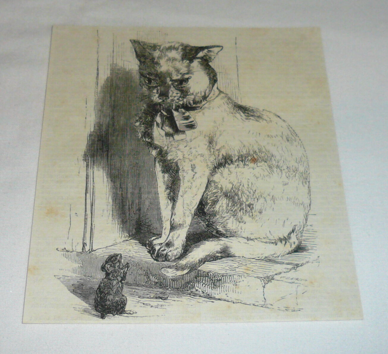 1870 magazine engraving ~ CAT STARES AT MOUSE