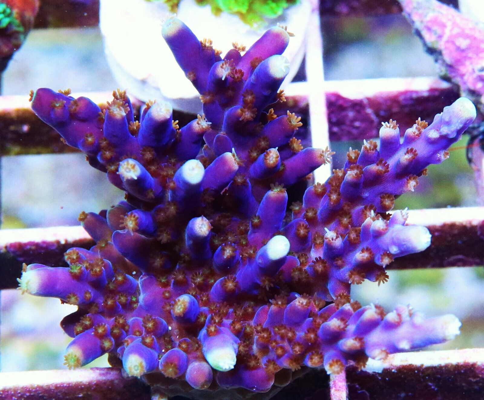 Tanzanite Terror Acro Acropora 1+ Inch Zoanthids Paly Zoa Hard Coral SPS