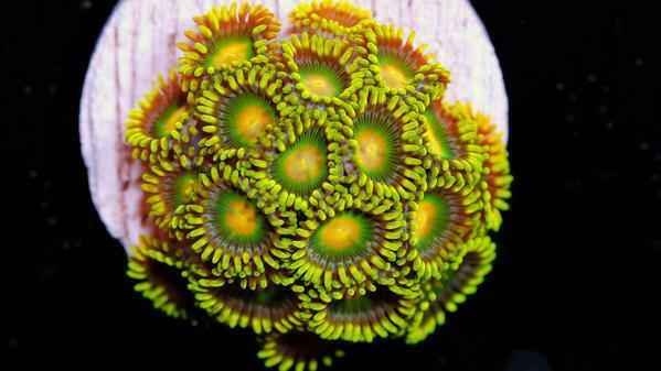 Live Coral Robbie\'s Corals Green Bay Packers Zoanthid 2-3 polyps $10.99 Deal