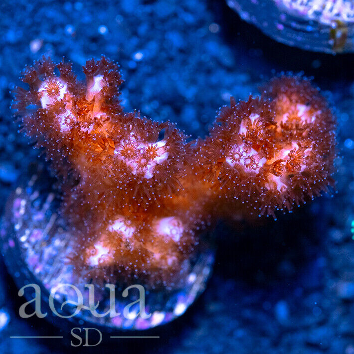 ASD - 133 Werewolf Poccia - WYSIWYG - Aqua SD Live Coral Frag