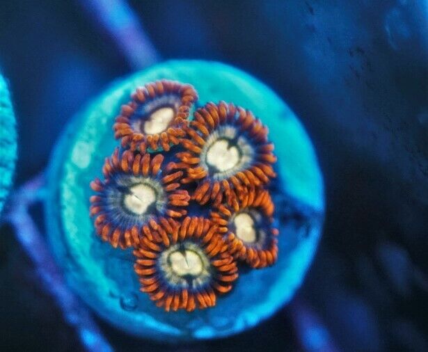 CS AD5 Fire & Ice - LIVE CORAL - Frag - SPS LPS ZOAS