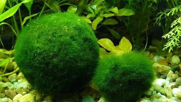 WOW Marimo Moss 5 Balls 0.5inch (1,3cm) Cladophora Live Plant Aquarium in USA