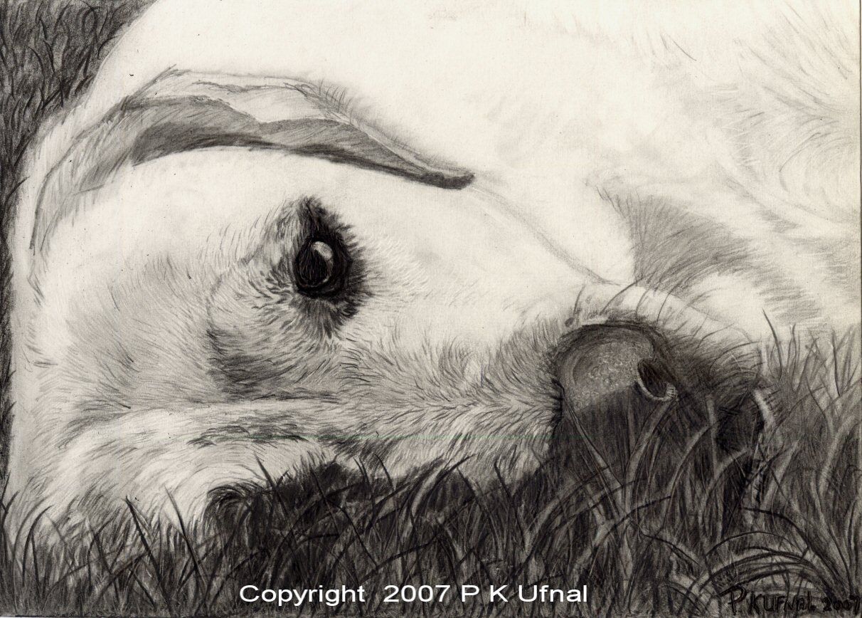 Pencil Dog Art,Yellow Labrador Retriever By PK Ufnal