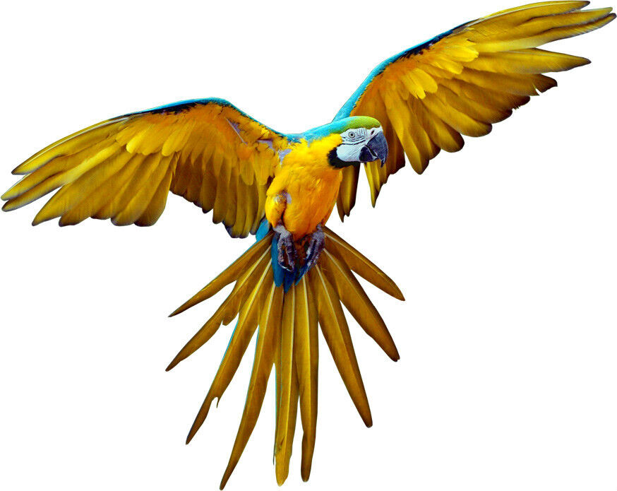 Wild Bird Blue & Yellow / Gold MACAW PARROT Flying - Window Cling Decal Sticker