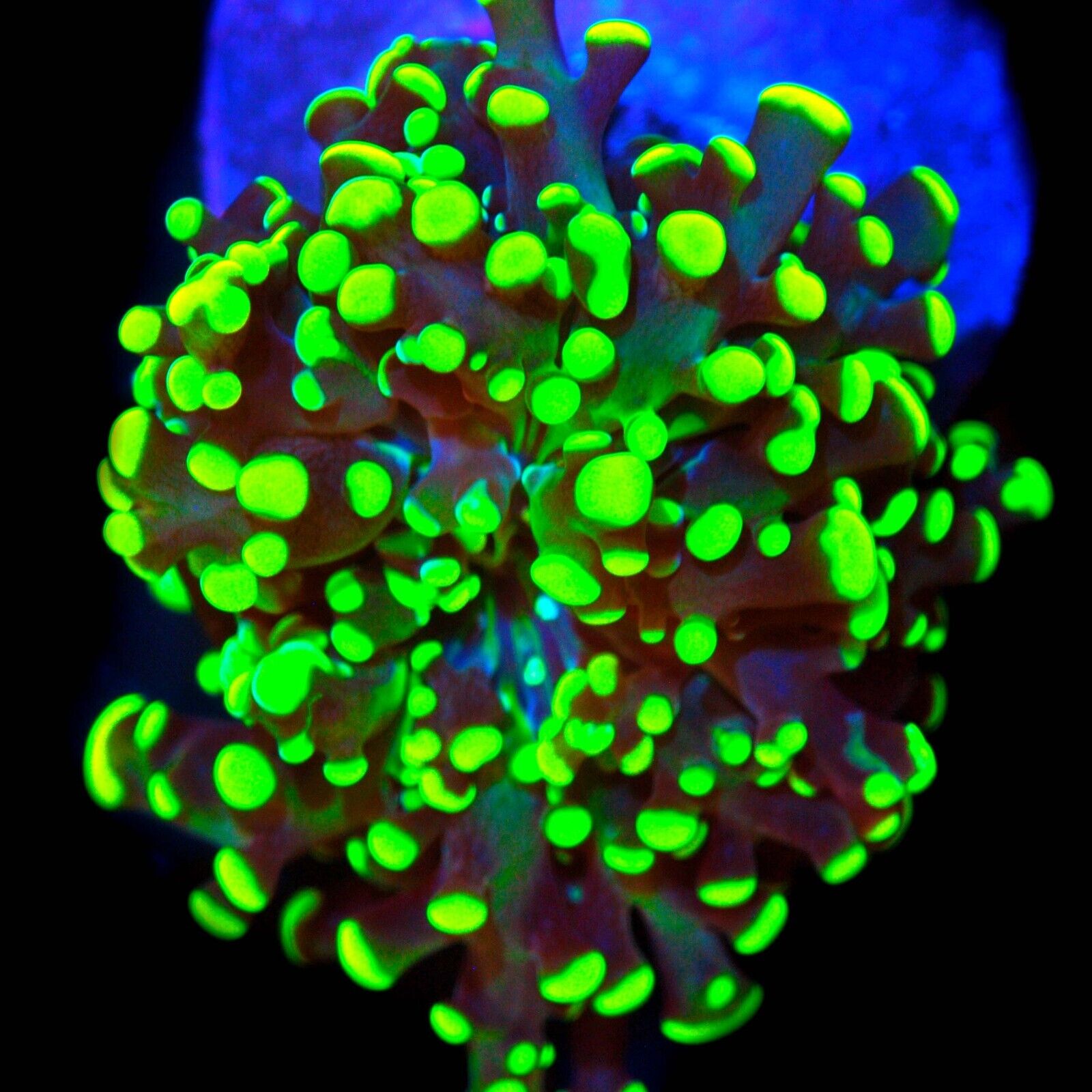CORALS OF EDEN ~ WYSIWYG Glow Bug Frogspawn Coral ~ Live coral frag ~ LPS ~ SPS