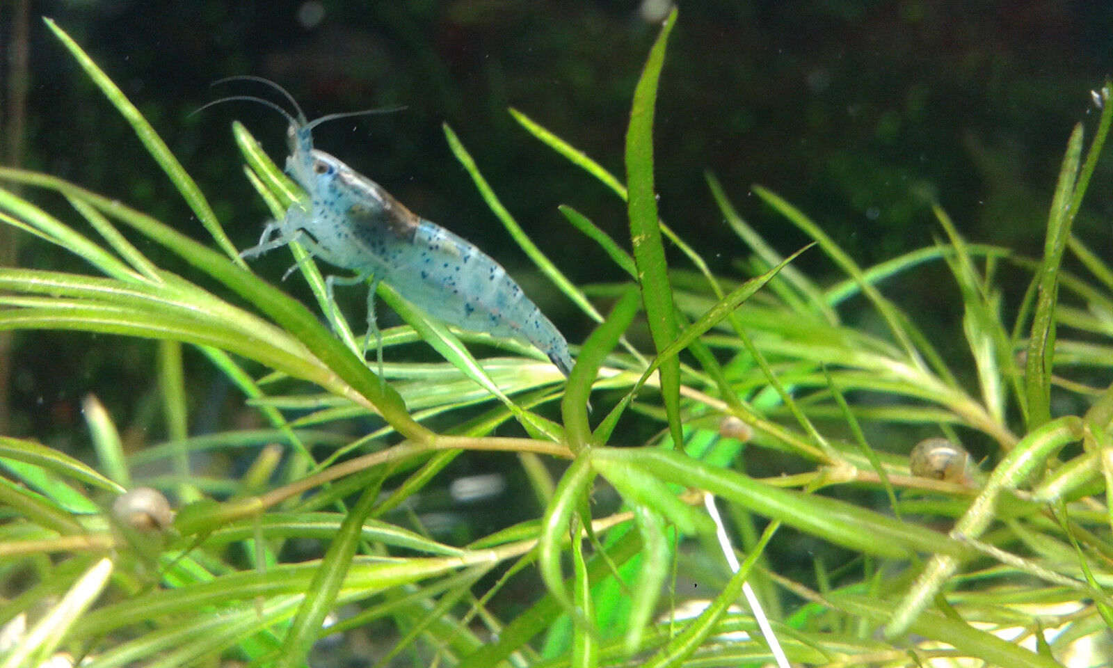 20+5 Carbon BLUE Rili Live Aquarium Shrimp Neocaridina Good for Starter Colony